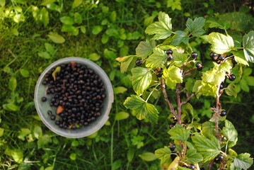 Josta Ribes nigridolaria