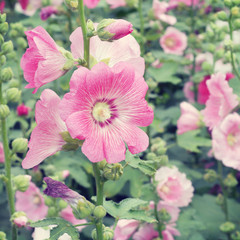 Hollyhock flower old vintage retro style