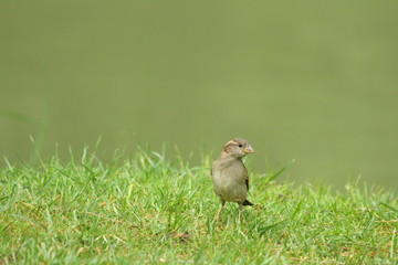 Moineau domestique (passer domesticus)