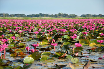 Panele Szklane  Kwiaty lotosu w jeziorze