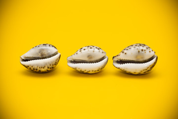 Three shells with brown spots on a yellow background