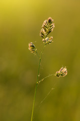 Grass on the field
