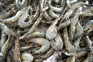 Close up of various kind of raw shrimps