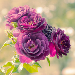  rose in garden with retro filter effect