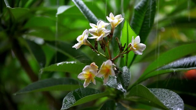 Thai flowers in the rain with the approach and the blurring