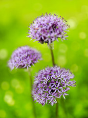 Herbal Garden - flowering chives in the garden