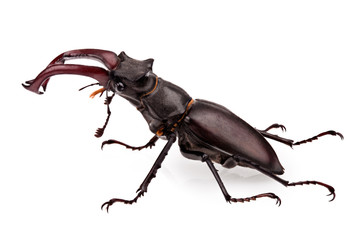 stag-beetle