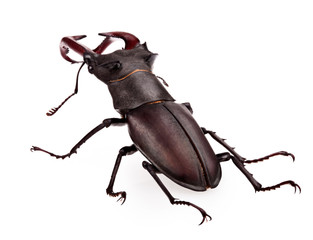 stag-beetle