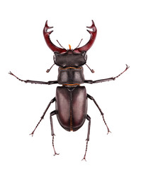 stag-beetle