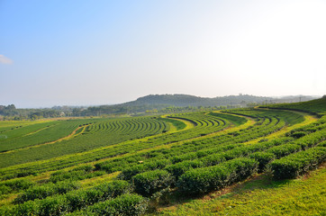 Fototapeta na wymiar Terrace Tea Plantation Fields