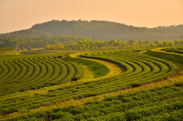Plakaty  Tarasowe pola plantacji herbaty