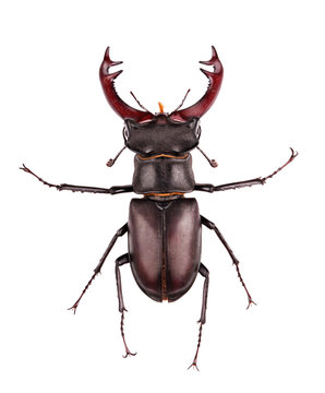stag-beetle