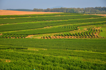 Terrace Tea Plantation Fields