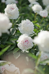 Georgeous peony in a full bloom