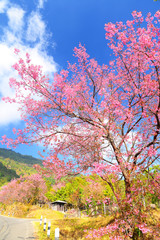 Spring Pink Cherry Blossom