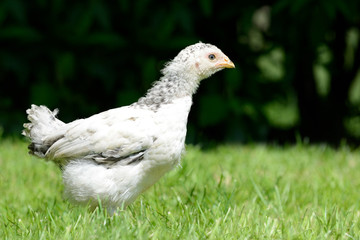 weißes Huhn