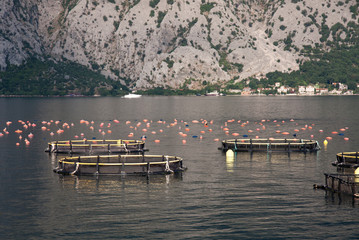 Aquaculture