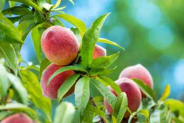 Sweet peaches growing on peach tree in garden, closeup
