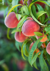 Sweet peaches growing on peach tree in garden, closeup
