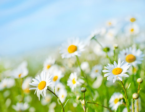 camomille field