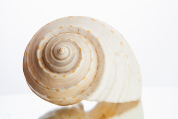 shellfish