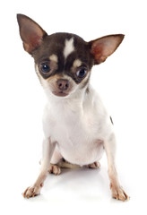 puppy chihuahua