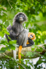Dusky Leaf-monkey with her very young baby in nature