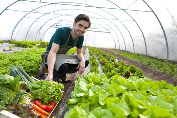 Young attractive farmer harvesting vegetables