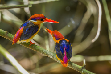 male Oriental Dwarf Kingfisher feedind insect to his lover