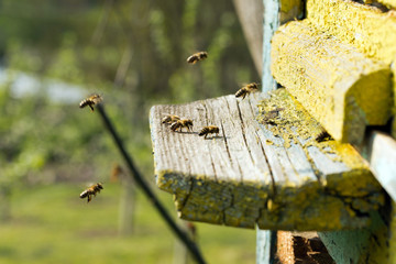bees