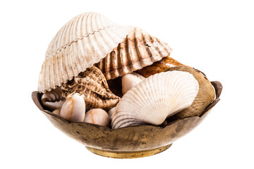Seashells in a bowl