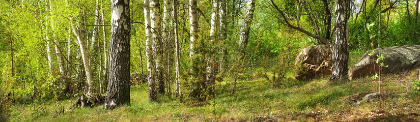 Naklejka premium Forest with birches