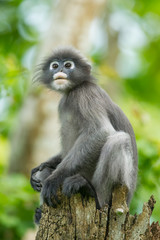 Portrait of Dusky Leaf-monkey on the wood in nature