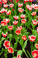 Colorful Tulip in Gardens