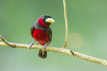 Black-and-Red Broadbill catch on the branch in nature