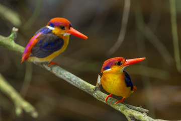 Couple lover of Dwarf Kingfisher (Ceyx erithaca)  in nature