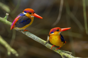 Obraz premium Couple lover of Dwarf Kingfisher (Ceyx erithaca) in nature