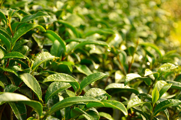Tea Plantation Leafs