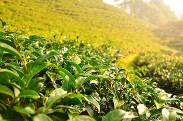 Tea Plantation Leafs