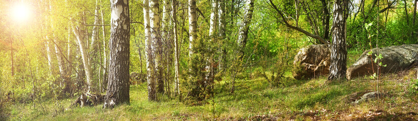 Forest with birches
