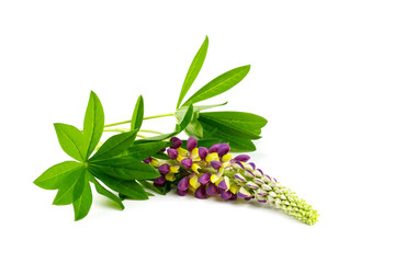 purple and yellow lupine over white