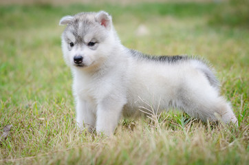 Obraz premium little cute puppy of Siberian husky dog