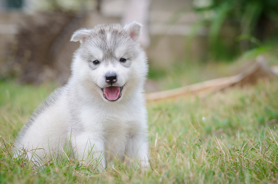 little cute puppy of Siberian husky dog