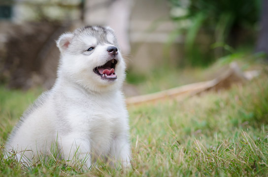 little cute puppy of Siberian husky dog