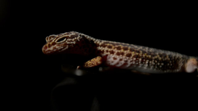 Adorable little gekko on black table