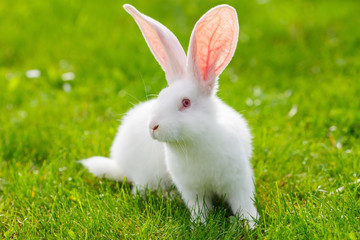 Obraz premium White rabbit