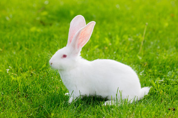 Fototapeta premium White rabbit
