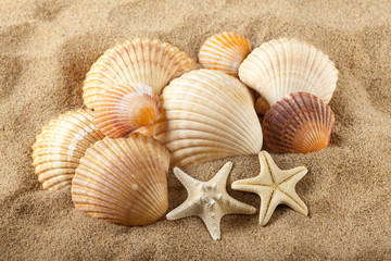 Fototapeta na wymiar Starfish and seashells on sand