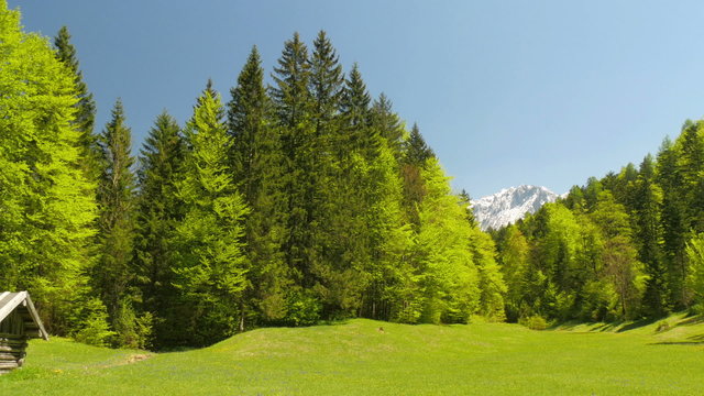 Picturesque green trees in the alps.