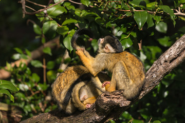 Fototapeta premium grooming squirrel monkeys
